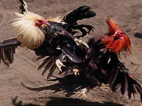 Đá gà kbet mãi đỉnh