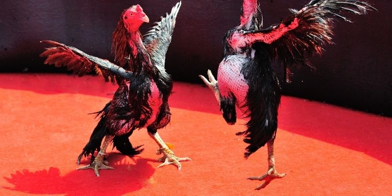 Đá gà Kbet đem đến những phút giây kịch tính